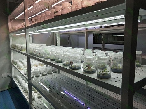 东澳镇植物组织培养实验室设计建设方案